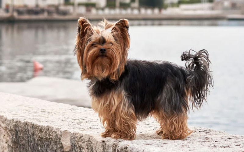 یورکشایر تریر (Yorkshire Terrier)