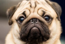 بهترین نژادهای سگ آپارتمانی