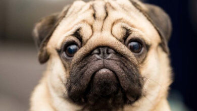 بهترین نژادهای سگ آپارتمانی