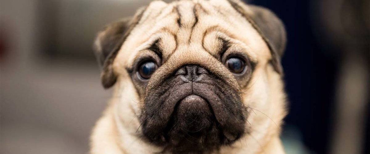 بهترین نژادهای سگ آپارتمانی