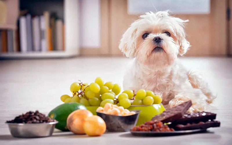 غذاهای ممنوعه برای سگ