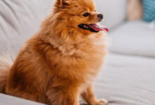 انواع سگ‌های پاکوتاه