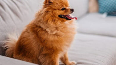 انواع سگ‌های پاکوتاه