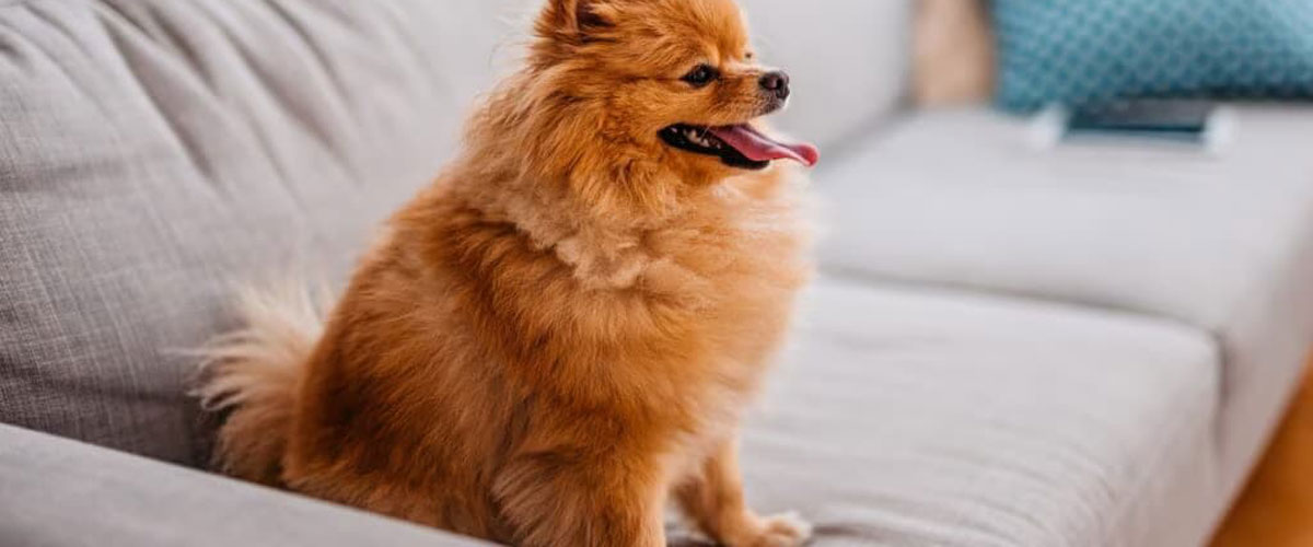 انواع سگ‌های پاکوتاه