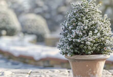 نگهداری گیاهان در سرما