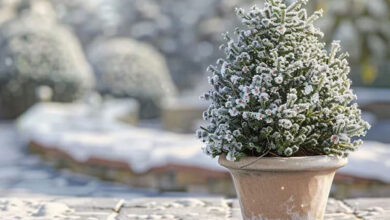 نگهداری گیاهان در سرما